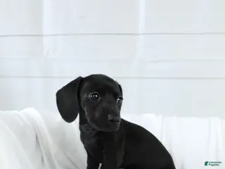 Miniature Dachshund dogs Belle - Ad 36