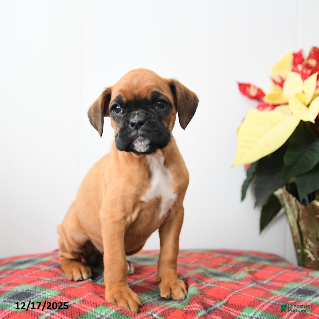 Boxer dogs for sale: Brie - Ad 1