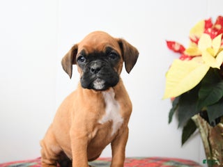 Boxer dogs Brie - Ad 18