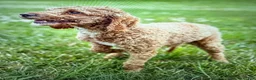 Goldendoodle dogs for sale: Cassandra  - Ad 5