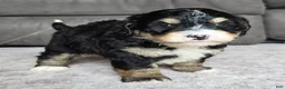 Mini Bernedoodle dogs for sale: Mini Willow - Ad 8