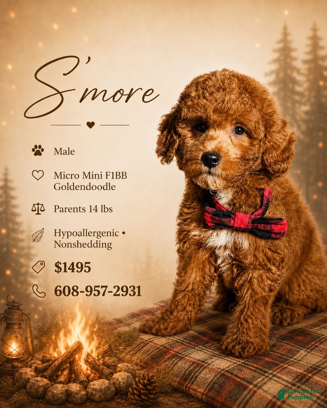 Mini Goldendoodle dogs for sale: S'More - Deep Red S’more – Petite Mini Goldendoodle – Gorgeous Coloring - Ad 2
