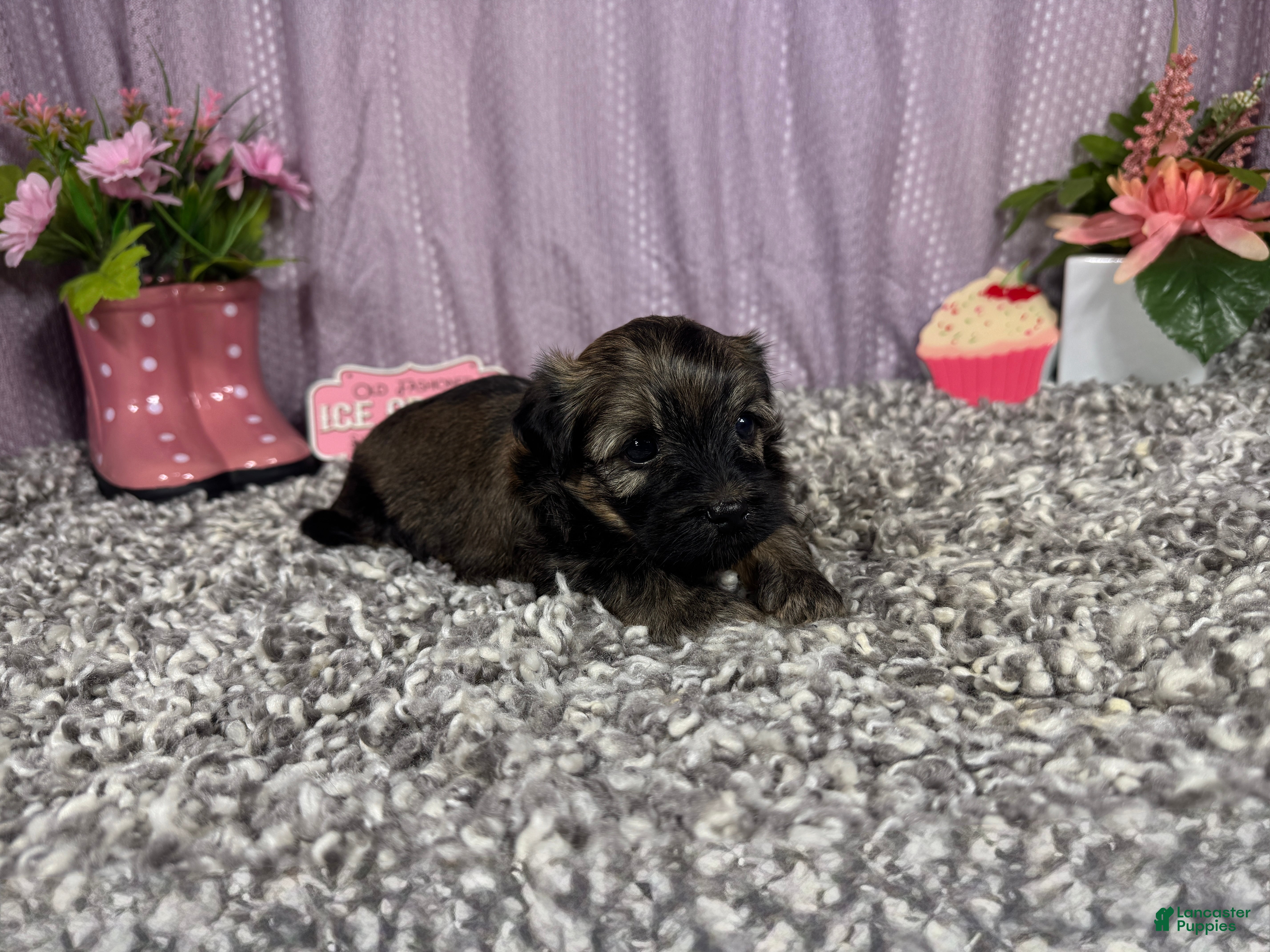 Havanese dogs Havanese 2 - Ad 14