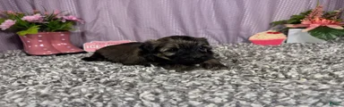 Havanese 2
