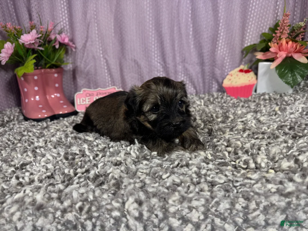 Havanese dogs for sale: Havanese 2 - Ad 1