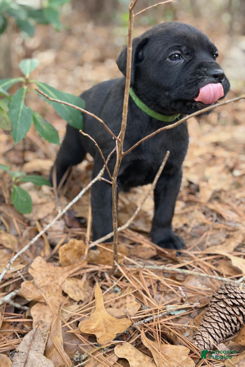 Cane Corso dogs Apollo - Ad 5