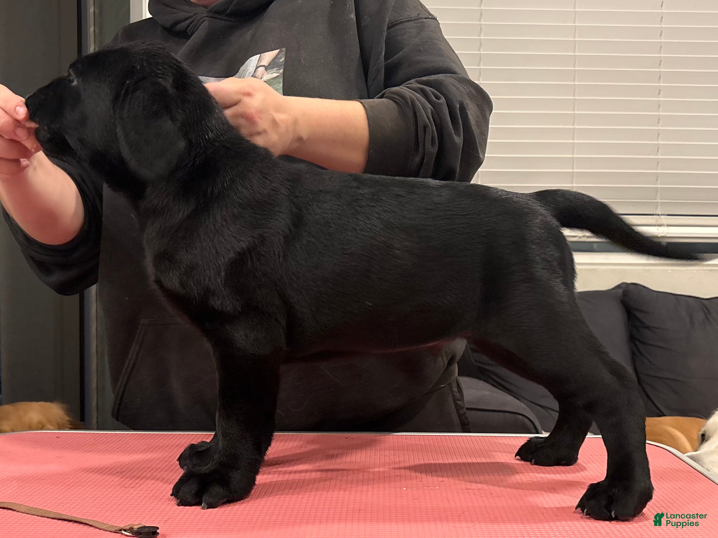 Labrador Retriever dogs Brown collar boy - Ad 23
