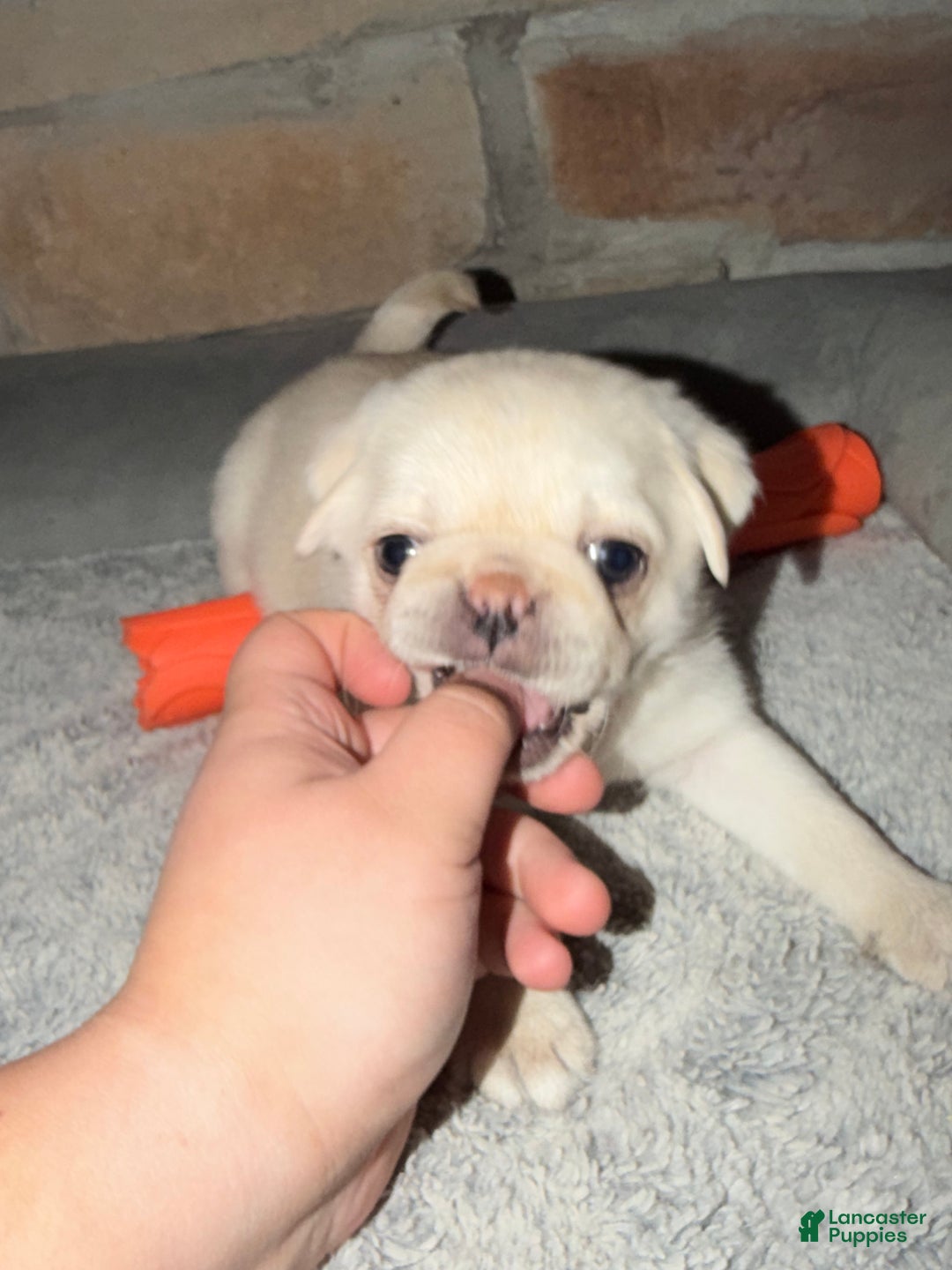 Pug dogs for sale: Milo  - Ad 2