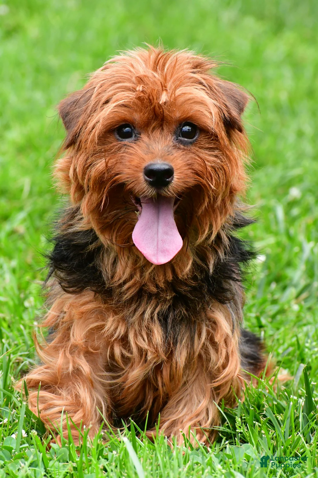 Morkie dogs for sale: Rita - Ad 11