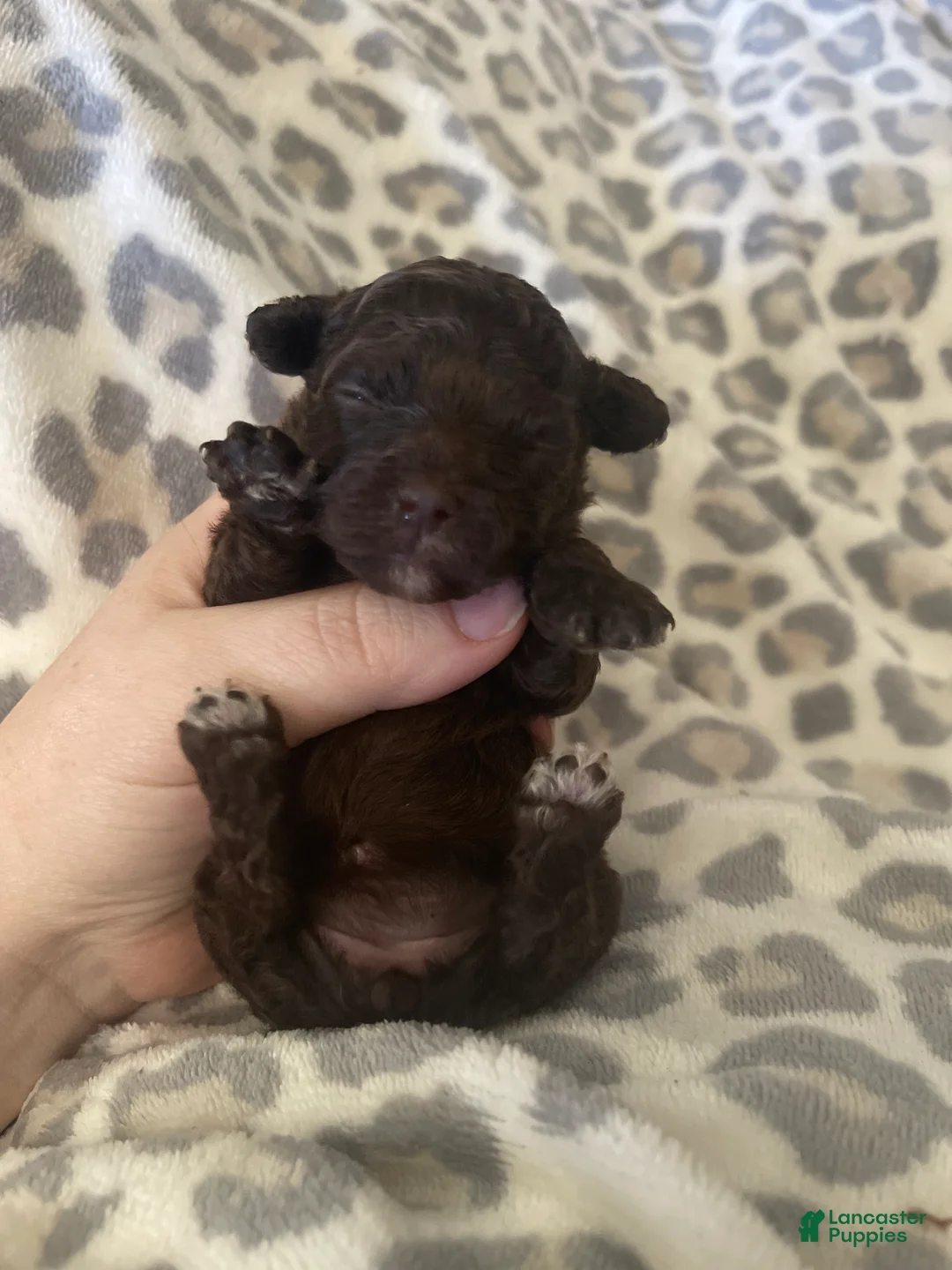 Miniature Poodle dogs for sale: Miniature Poodle 2 - Ad 2