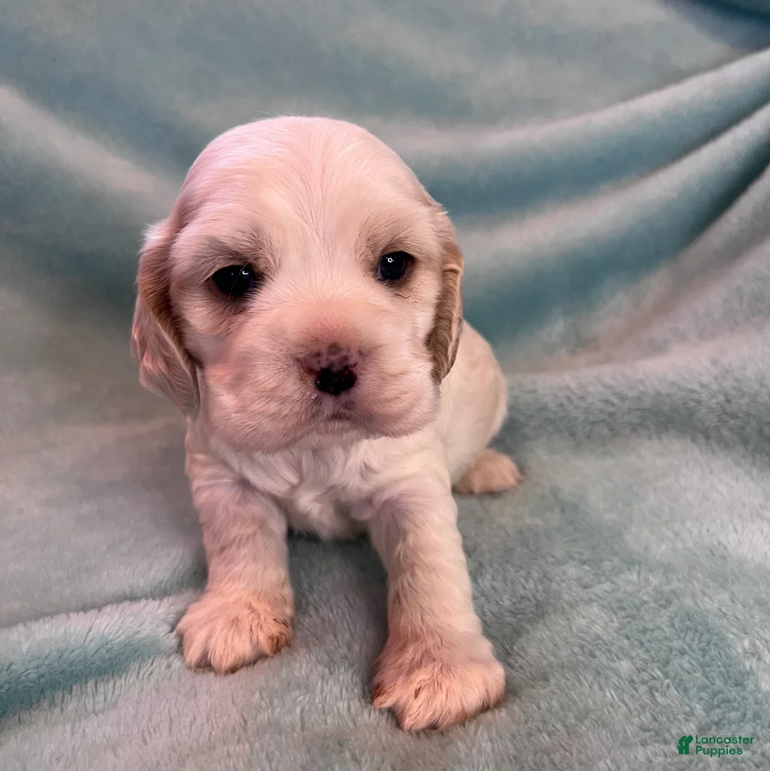 Cocker Spaniel dogs for sale: Bailey  - Ad 5