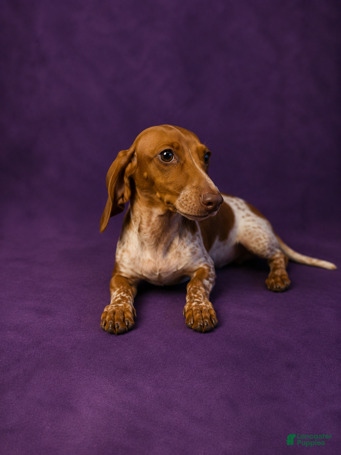 Miniature Dachshund dogs Miniature Dachshund 1 - Ad 6