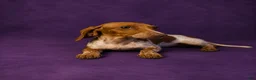 Miniature Dachshund dogs for sale: Miniature Dachshund 1 - Ad 1