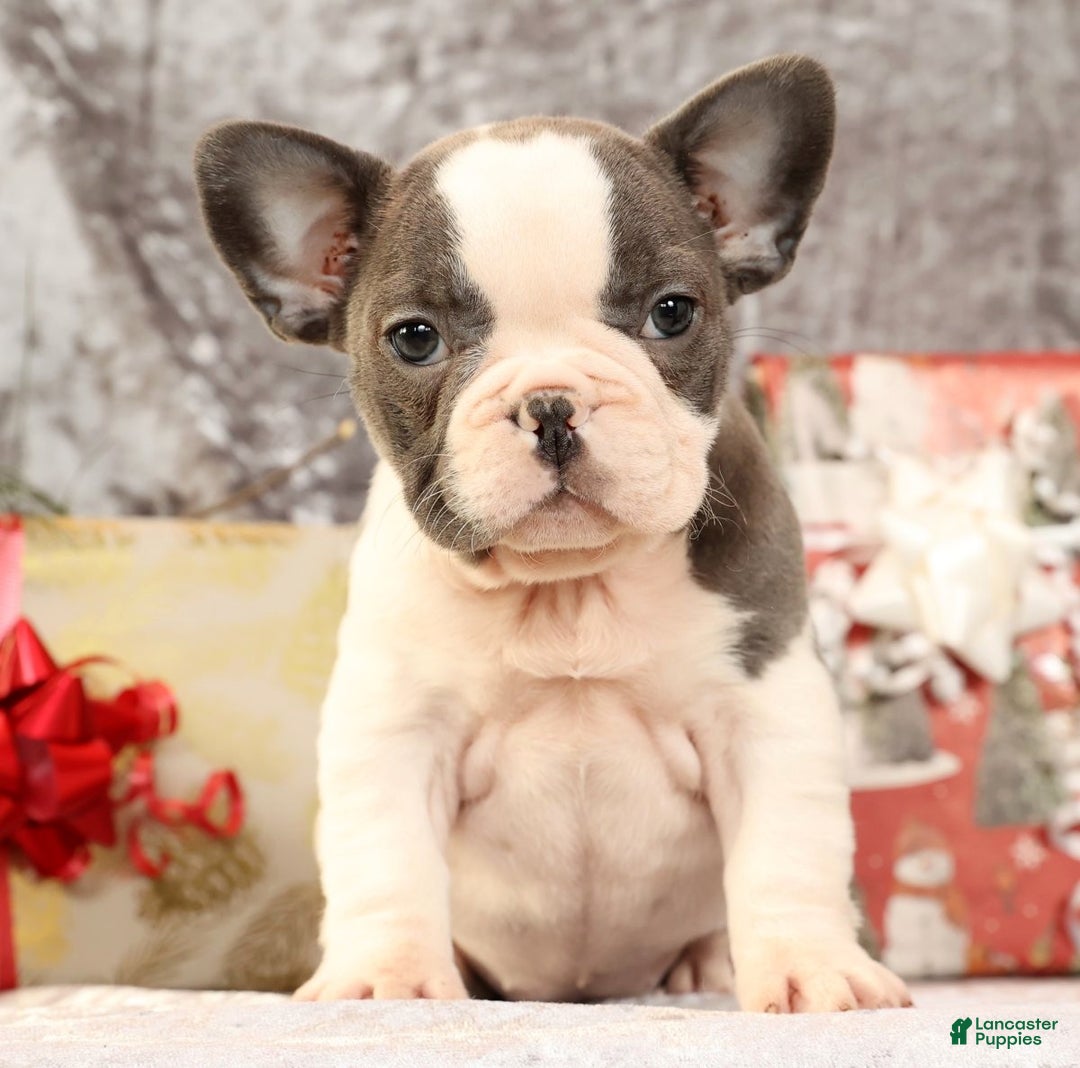 French Bulldog dogs for sale: Julia - Ad 9