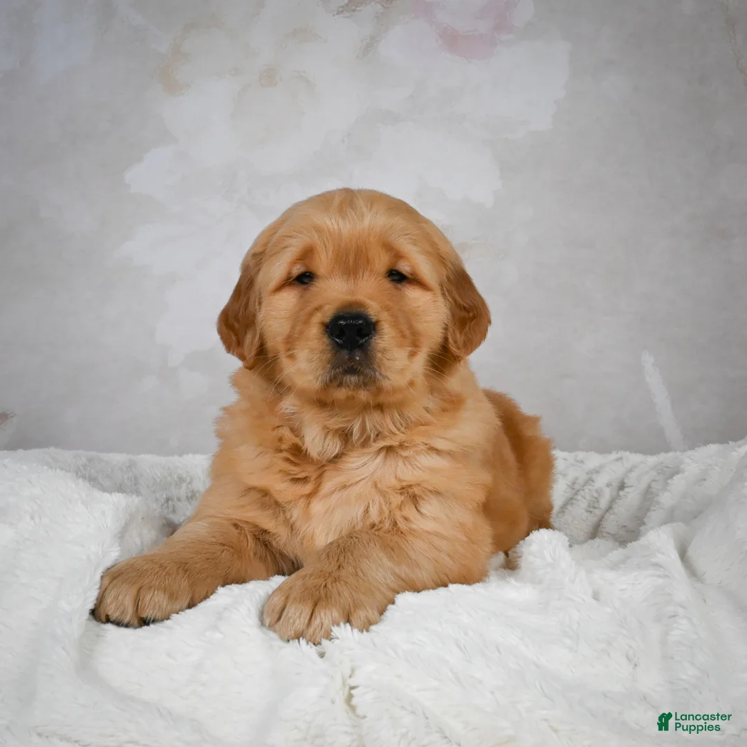 Golden Retriever dogs for sale: Rocky - Ad 3