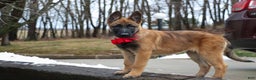 Belgian Malinois dogs for sale: Angel - Ad 6