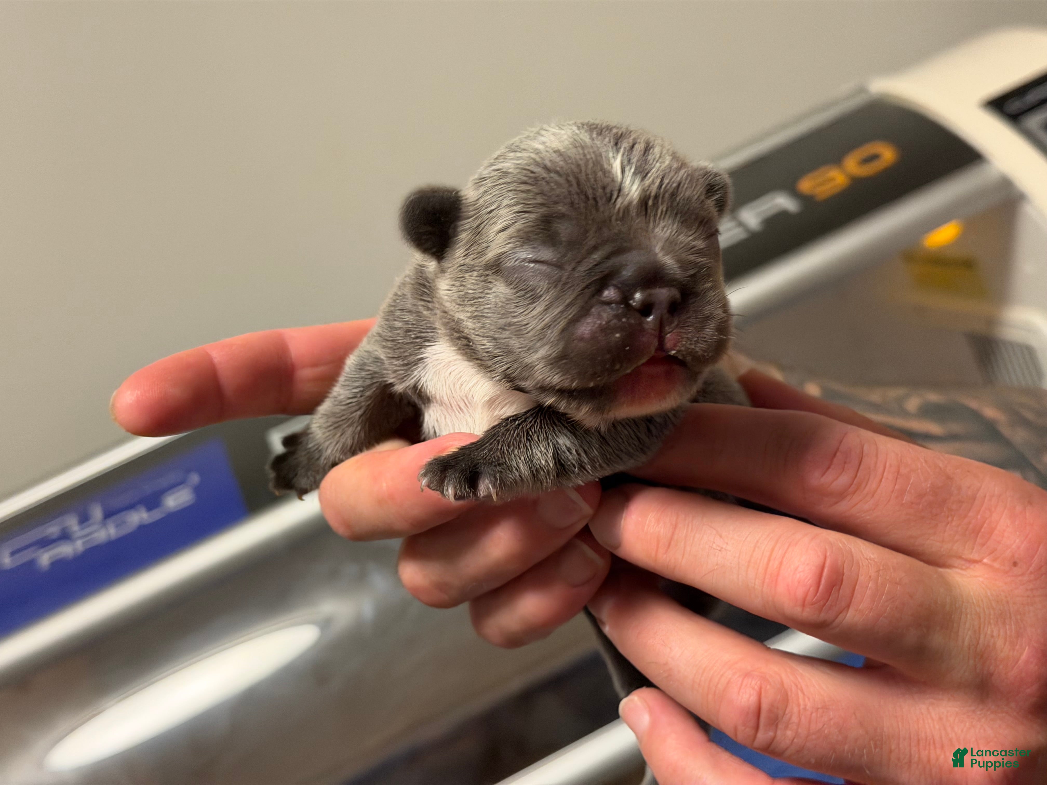 French Bulldog dogs Irish - Ad 2