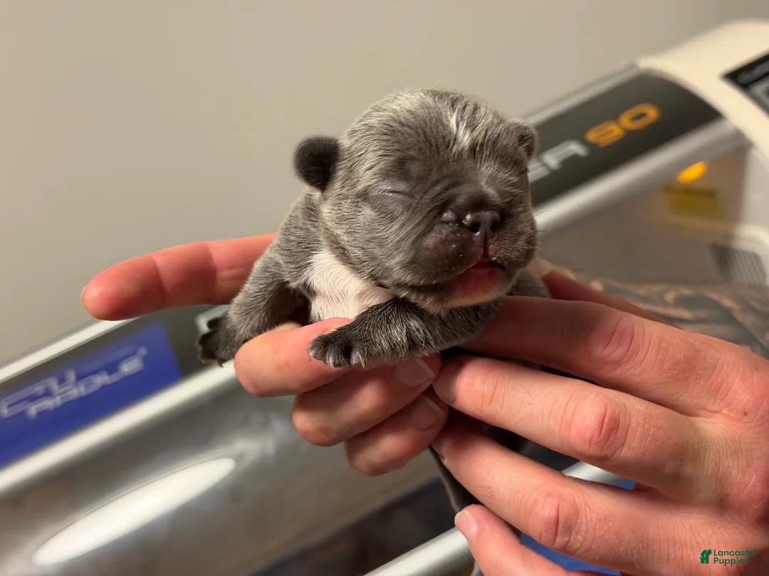 French Bulldog dogs for sale: Irish - Ad 2