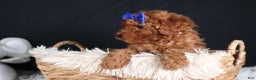 Miniature Poodle dogs for sale: BAILEY - Ad 18