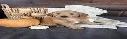 Mini Goldendoodle dogs for sale: Ranger - Ad 5