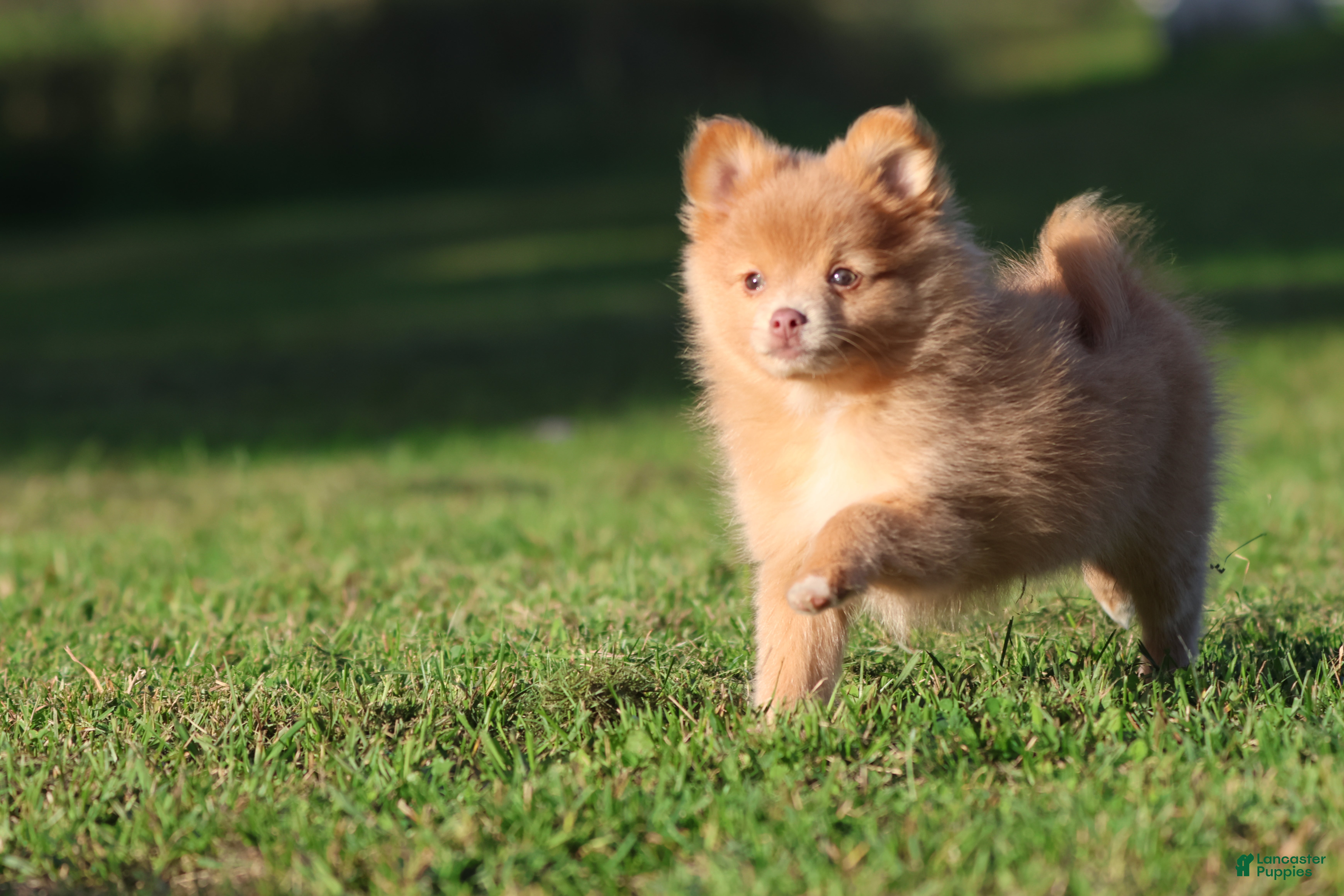 Pomeranian dogs Carmel - Ad 2