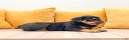 Rottweiler dogs for sale: Finley - Ad 3