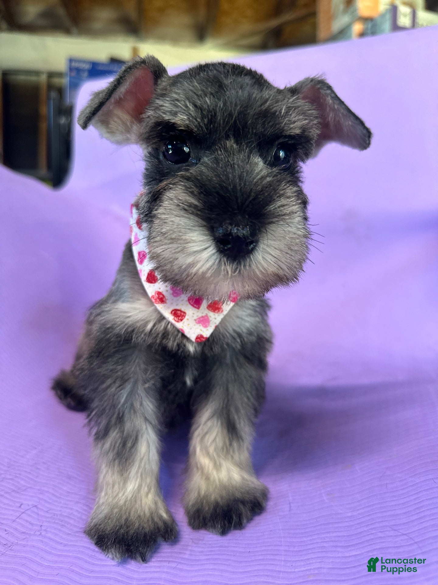 Miniature Schnauzer dogs Mia  - Ad 1