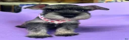 Miniature Schnauzer dogs for sale: Mia  - Ad 1