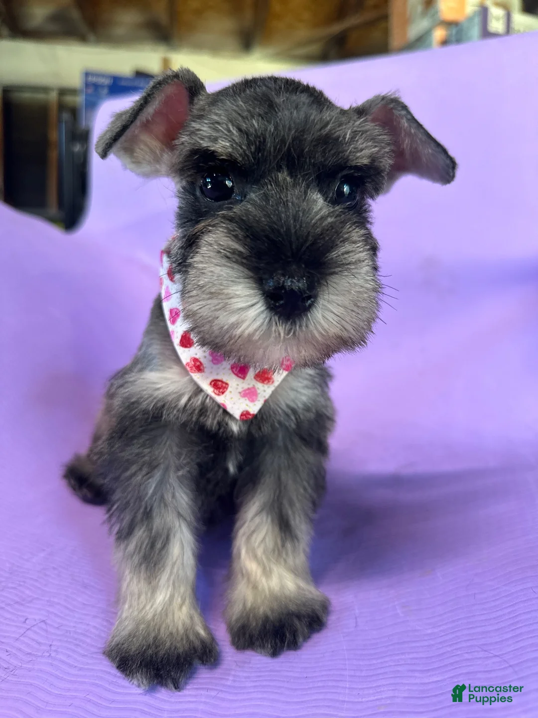 Miniature Schnauzer dogs for sale: Mia  - Ad 1