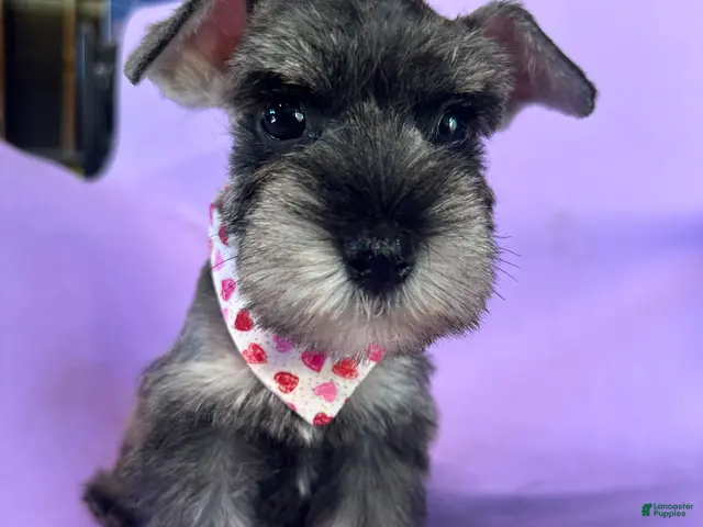 Miniature Schnauzer dogs Mia - Ad 1