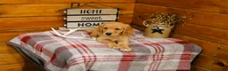 Golden Retriever dogs for sale: Rusty - Ad 3
