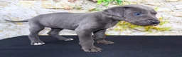 Great Dane dogs for sale: Woogie - Ad 3