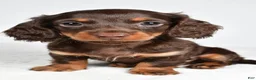 Miniature Dachshund dogs for sale: Shane  - Ad 9