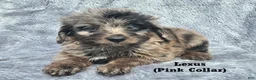Mini Aussiedoodle dogs for sale: Lexus - Ad 8