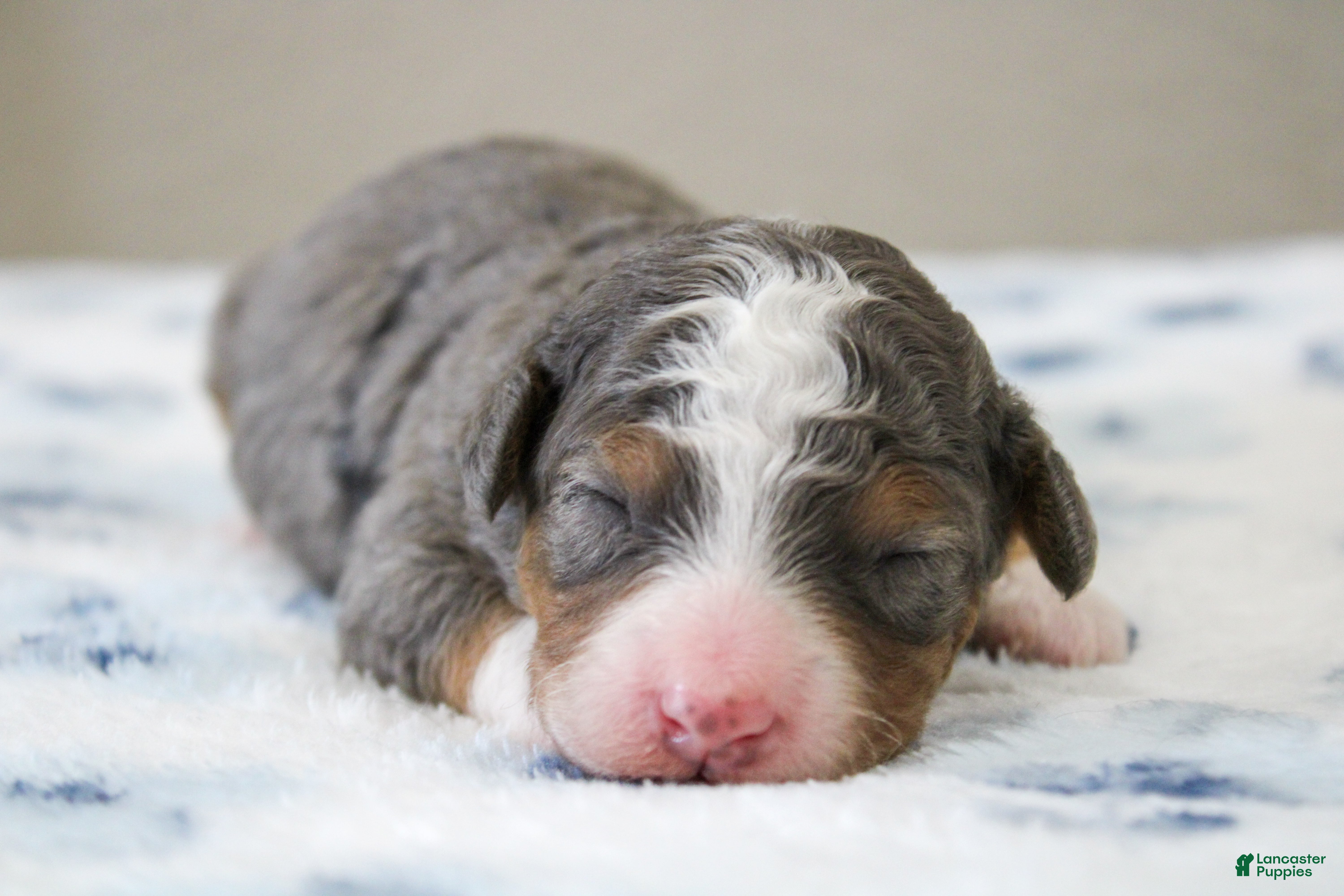 Mini Bernedoodle dogs for sale: Simba  - Ad 4