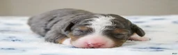 Mini Bernedoodle dogs for sale: Simba  - Ad 1