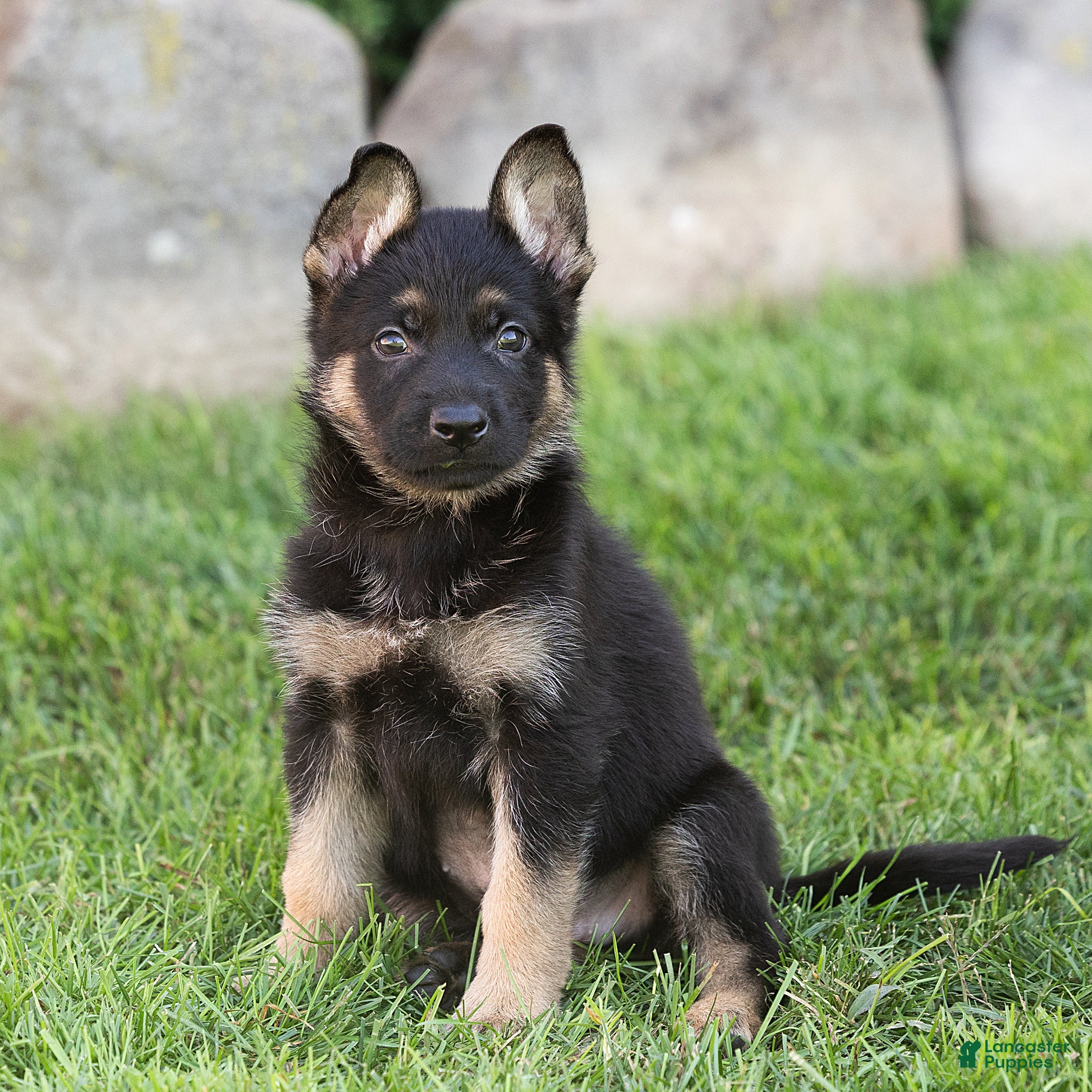 German Shepherd dogs Samson German Shepherd  - Ad 1