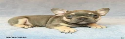 French Bulldog dogs for sale: Trek  - Ad 3