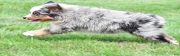 Miniature Australian Shepherd dogs for sale: Weston - Ad 7