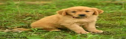 Golden Retriever dogs for sale: Dhanna - Ad 5