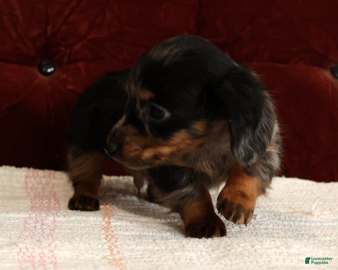 Miniature Dachshund dogs for sale: Korey - Ad 8