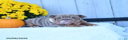 English Bulldog dogs for sale: Cherry - Ad 4