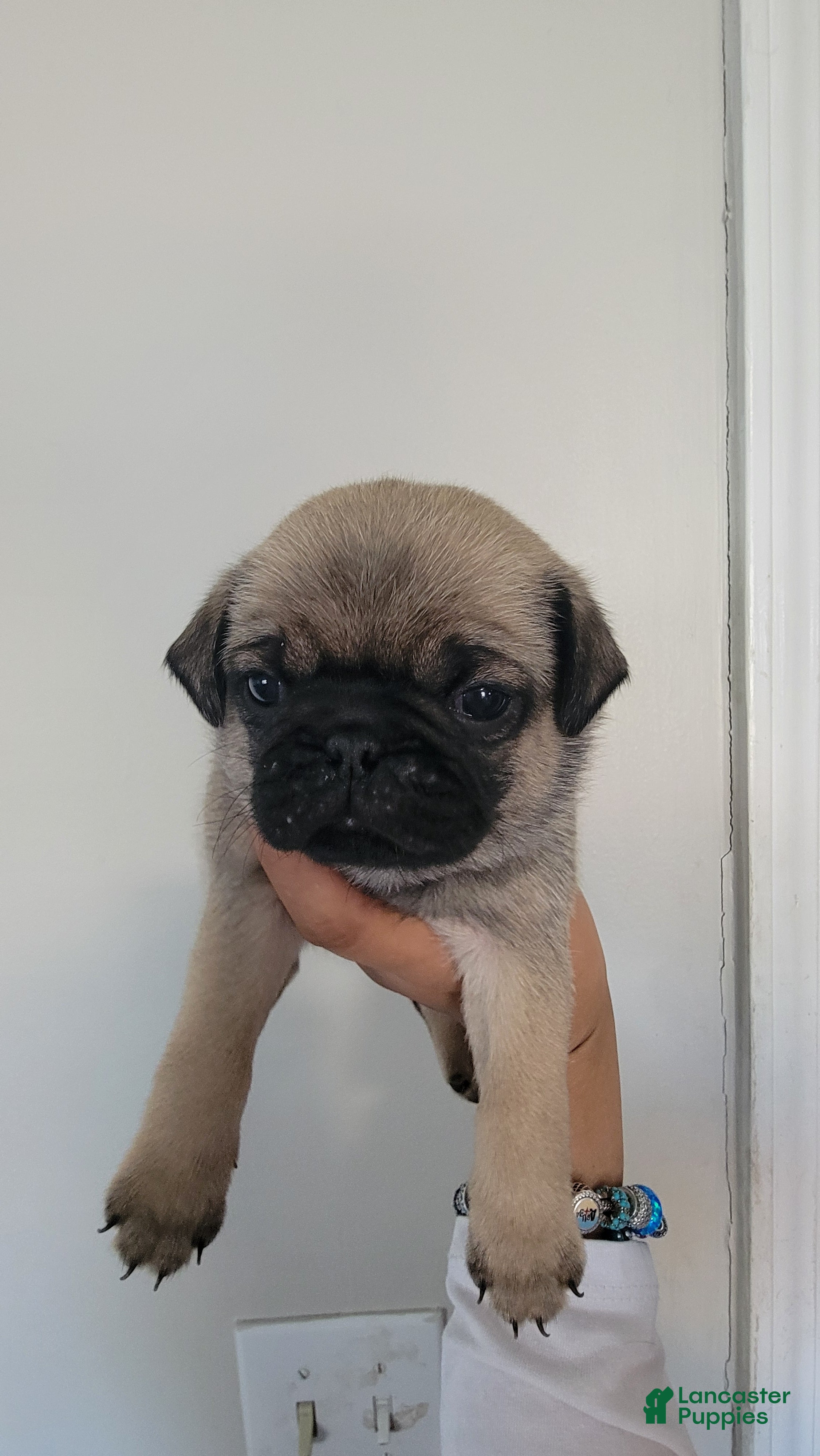Pug dogs Blue boy - Ad 10