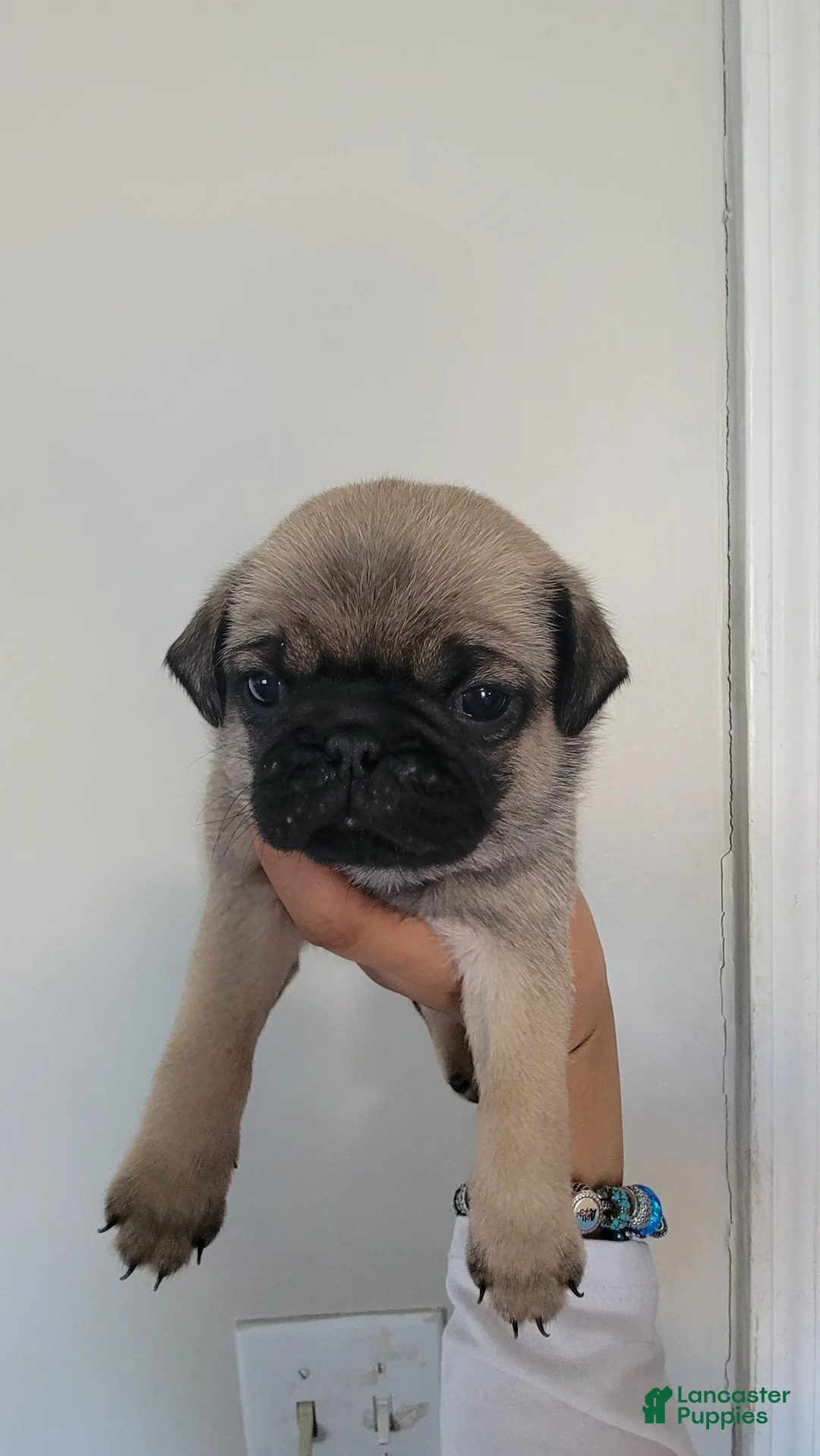 Pug dogs for sale: Blue boy - Ad 1