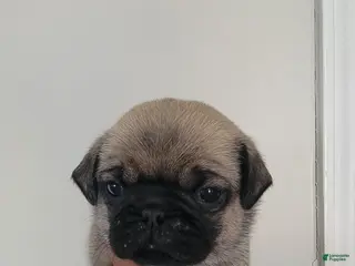 Pug dogs Blue boy - Ad 10