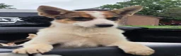 Mixed Breed dogs for sale: Winston  - Ad 2