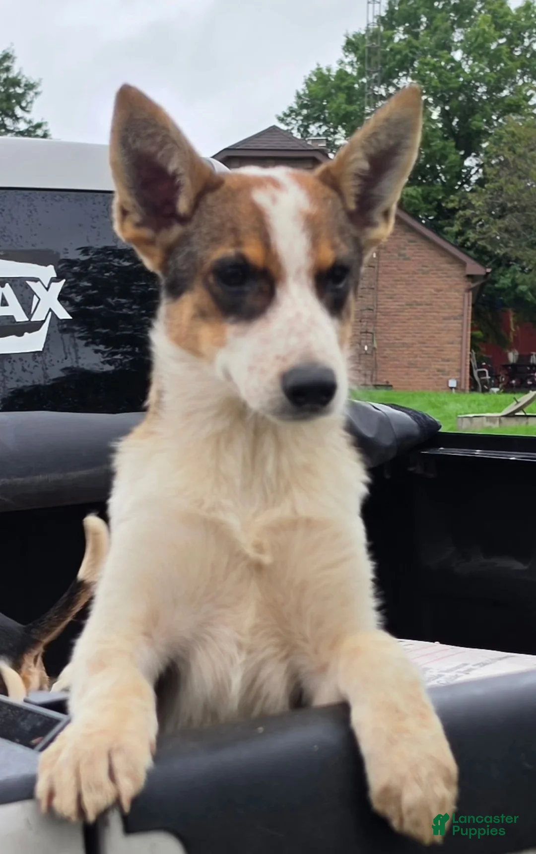 Mixed Breed dogs for sale: Winston  - Ad 2