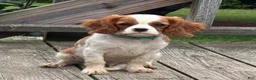 Cavalier King Charles Spaniel dogs for sale: Rusty - Ad 3