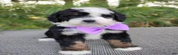 Bernedoodle dogs for sale: Nola - Ad 2