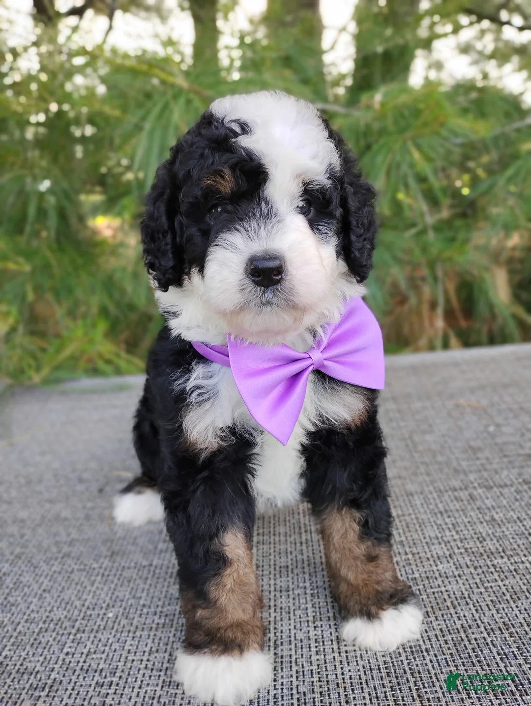 Bernedoodle dogs for sale: Nola - Ad 2